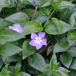 Bigleaf Periwinkle (Vinca Major) - 8 Pack Of 2.5" Pots 13 Bigleaf Periwinkle (Vinca Major) - 8 Pack Of 2.5" Pots -Outlet Aegis Garden Store vinca major bigleaf periwinkle 12