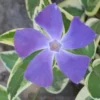 Variegated Bigleaf Periwinkle (Vinca Major 'Variegata') - 6 Pack Of Pint Pots -Outlet Aegis Garden Store vinca major variegata rev 500x750 1
