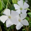 White Evergreen Periwinkle (Vinca Minor 'Alba') - 5 Pack Of Pint Pots -Outlet Aegis Garden Store vinca minor alba white evergreen periwinkle 5