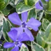 Ralph Shugert Variegated Periwinkle - Vinca Minor - 18 Pack Of Pint Pots 1 Ralph Shugert Variegated Periwinkle - Vinca Minor - 18 Pack Of Pint Pots -Outlet Aegis Garden Store vinca minor ralph shugert variegated evergreen periwinkle 1 4