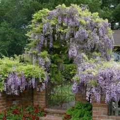 Blue Chinese Wisteria Vine (Wisteria Sinensis) - 3 Gallon Pot -Outlet Aegis Garden Store wisteria sinensis chinese blue 2