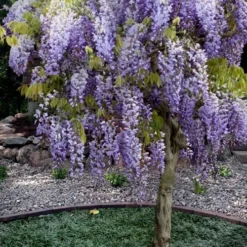 Blue Chinese Wisteria Vine (Wisteria Sinensis) - 3 Gallon Pot -Outlet Aegis Garden Store wisteria sinensis chinese blue 8