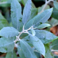 Woodlanders Blue Dusty Zenobia (Honeycup) - 3 Gallon Pot -Outlet Aegis Garden Store zenobia woodlanders blue 21