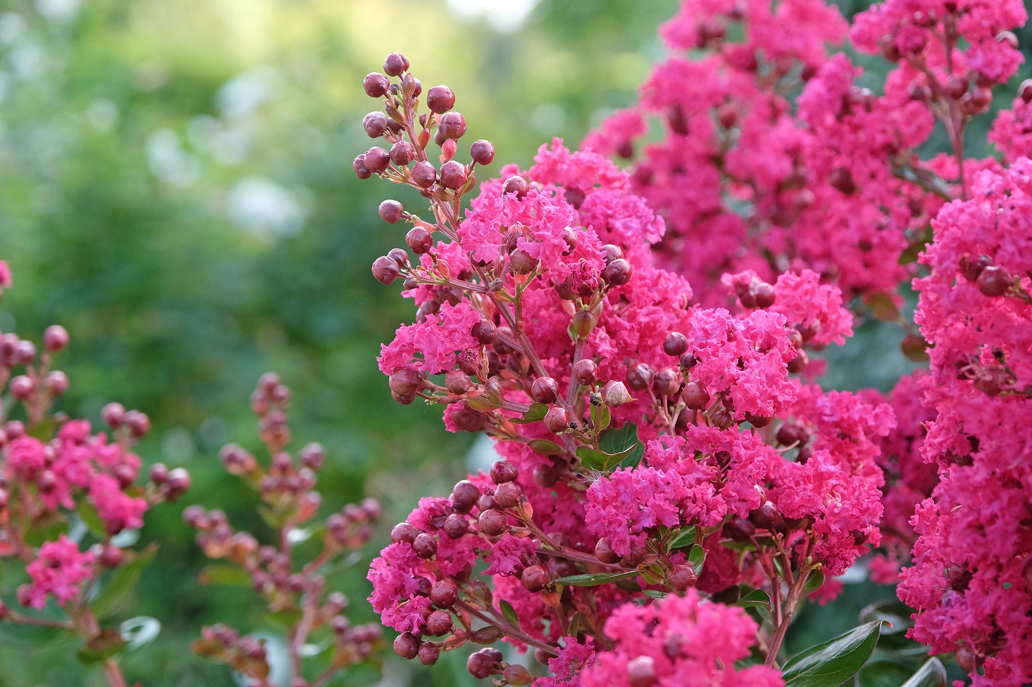 Outlet Aegis Garden Store -Outlet Aegis Garden Store 2048x1365 crepe myrtle SEO GettyImages 2175261861 437abae